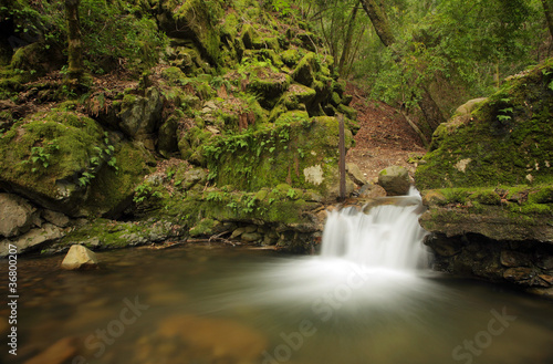 A river breaking through an old wall in a rain forest