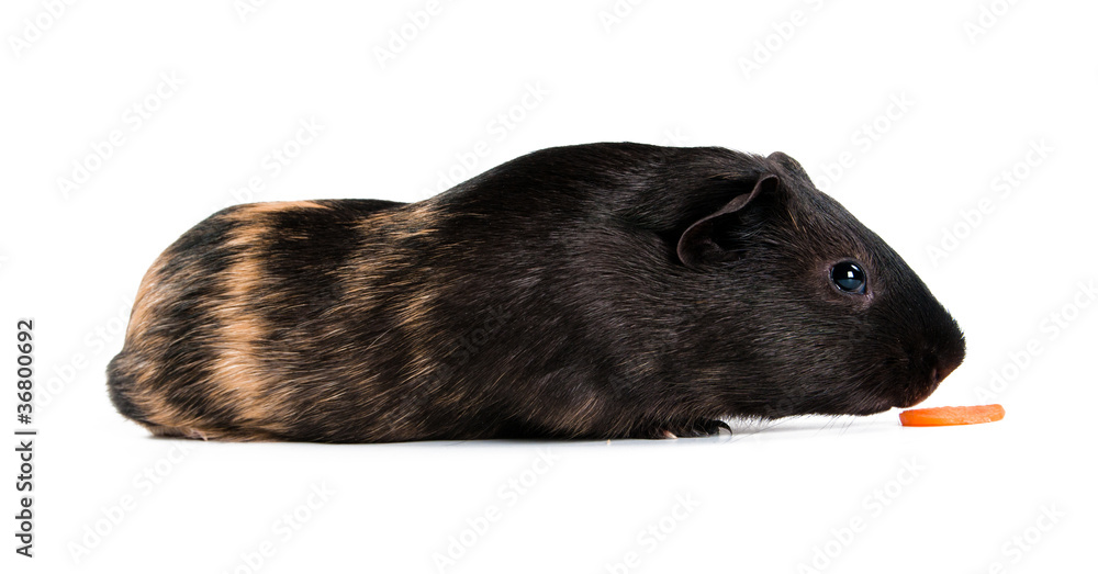 Fototapeta premium guinea pig with carrot isolated on white background