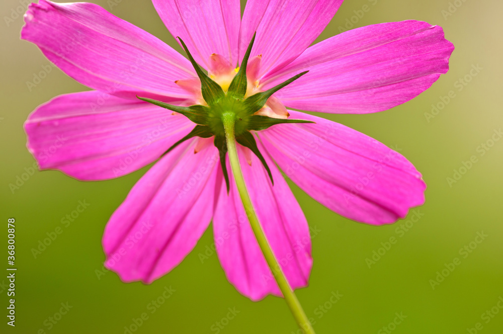 fiori 1373 fiori 1373