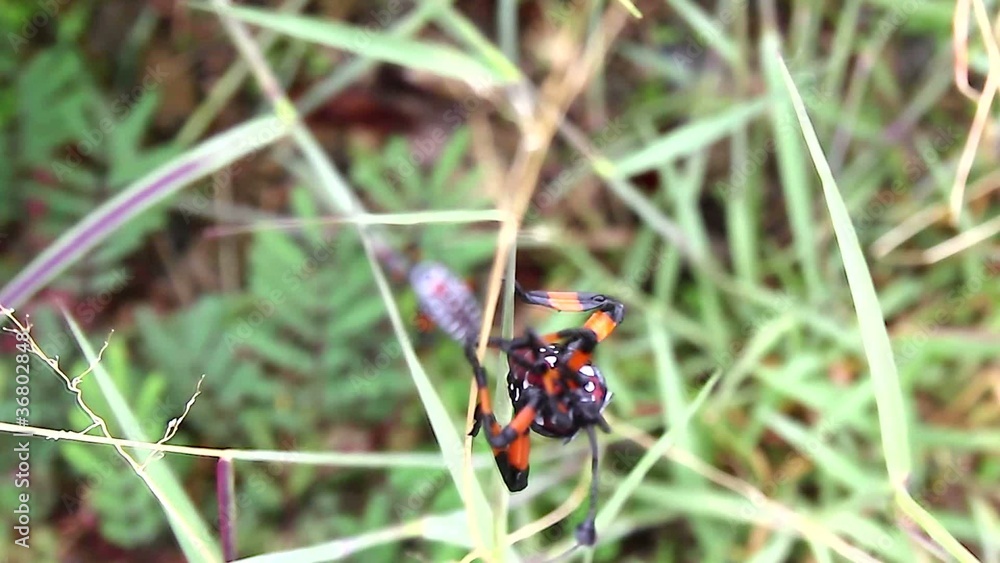 Bug in grass Bug in grass