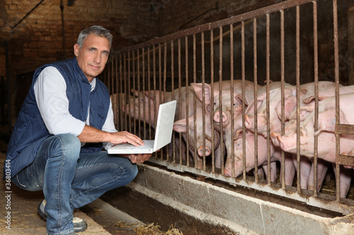 Valokuvatapetti 50 years old breeder with a laptop in front of pigs