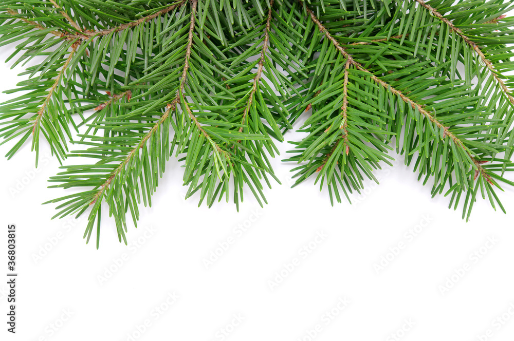 Pine branches Pine branches