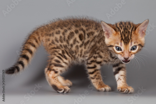Bengal kitten on grey background