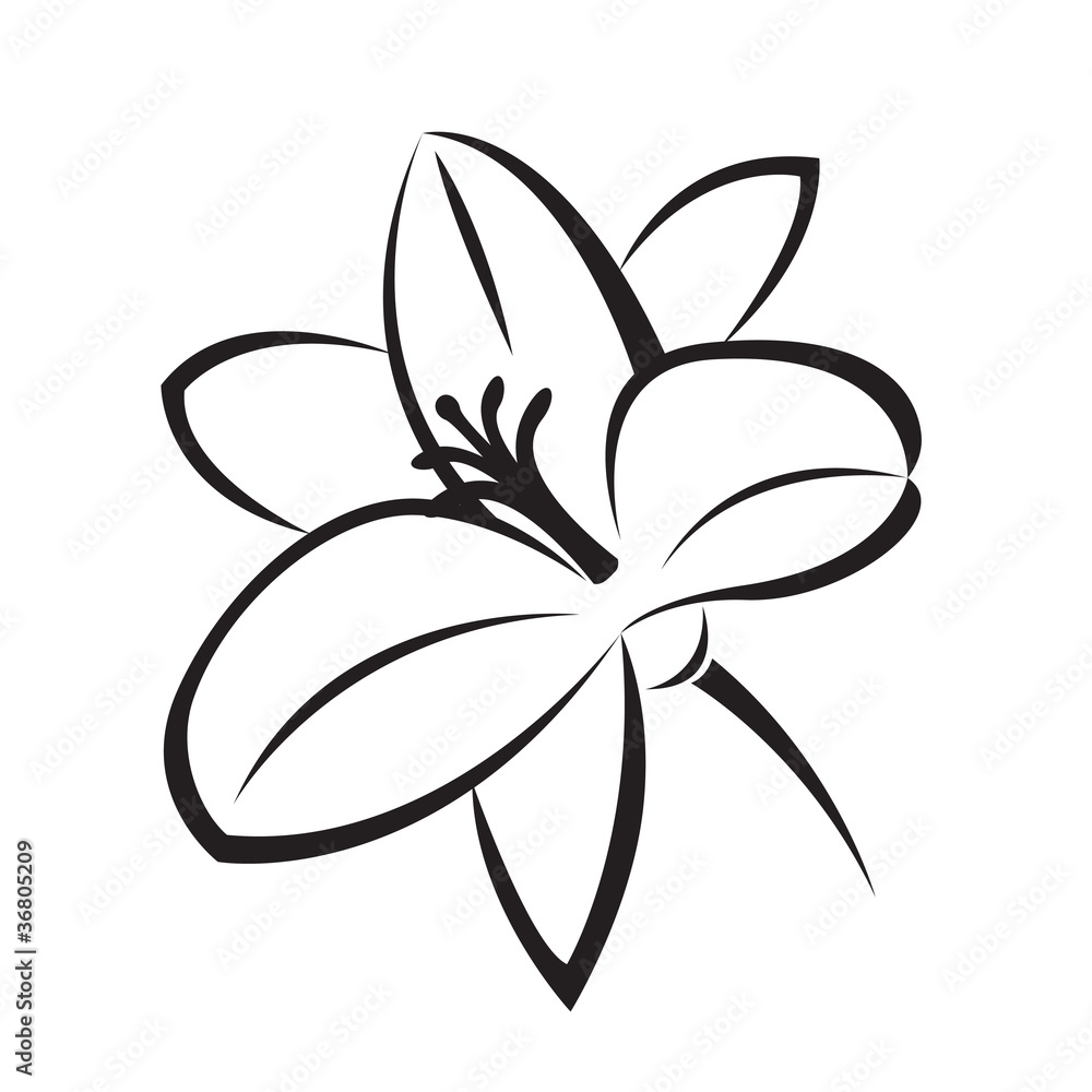 monochrome illustration of lily monochrome illustration of lily