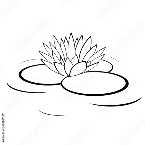 monochrome illustration of water lily