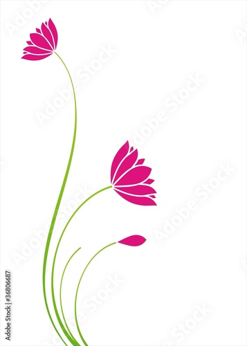Fototapeta Naklejka Na Ścianę i Meble -  water lily plant , background , India