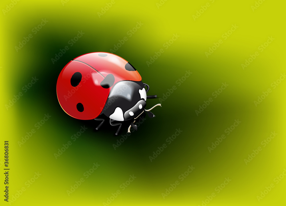 Fototapeta premium Ladybug on a green background