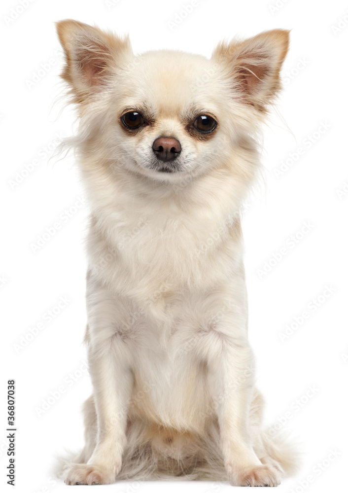 Chihuahua, 2 and a half years old, sitting