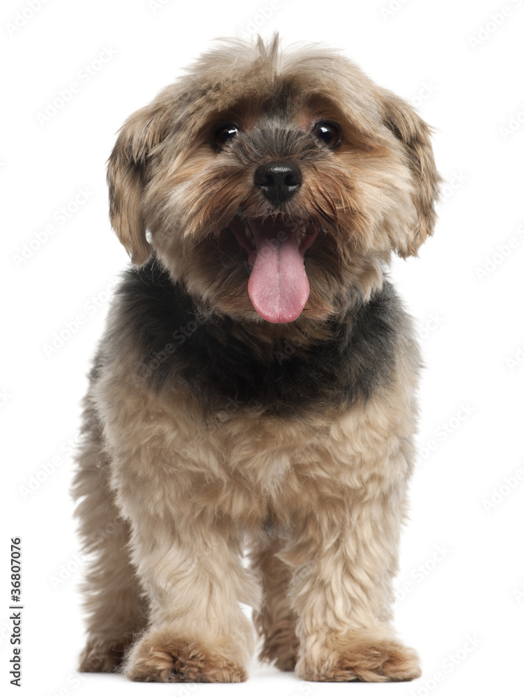 Yorkshire Terrier, 6 years old, sitting