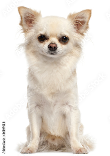 Chihuahua, 2 and a half years old, sitting © Eric Isselée