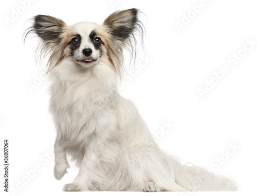 Papillon, 15 months old, sitting in front of white background
