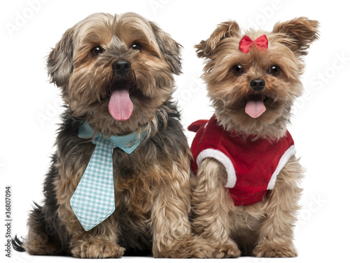 Yorkshire Terriers dressed up, 4 and a half and 7 years old