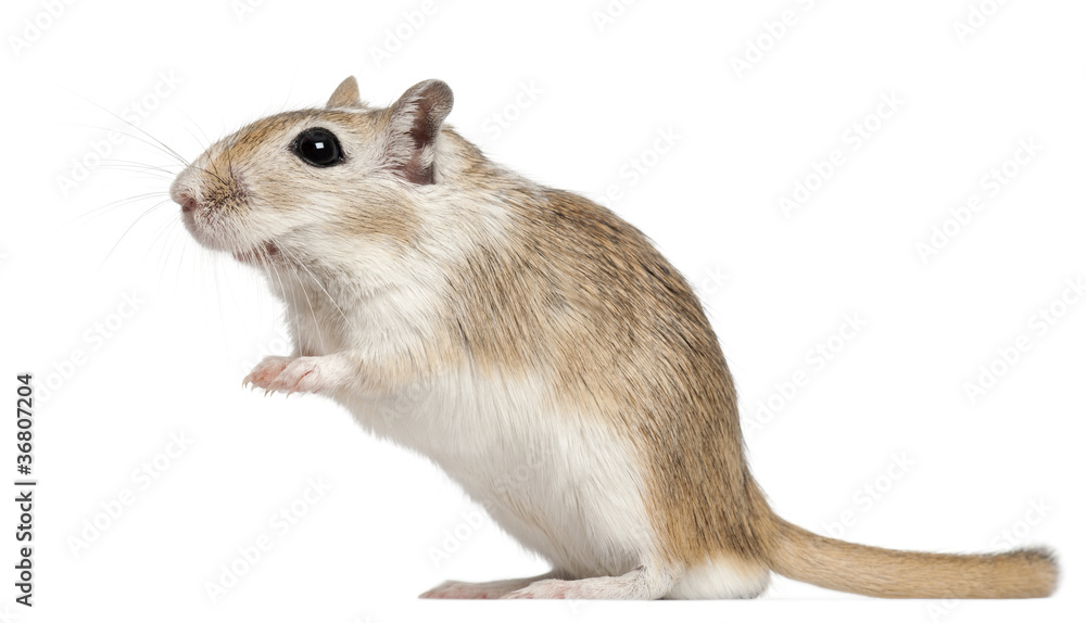 Gerbil, 2 months old, in front of white background Gerbil, 2 months old, in front of white background