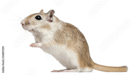 Gerbil, 2 months old, in front of white background photo