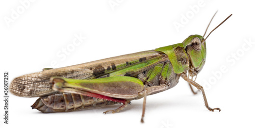 Grasshopper in front of white background © Eric Isselée