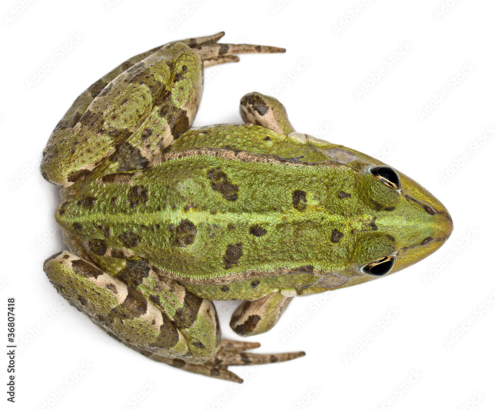 Fototapeta premium High angle view of European frog or Edible Frog, Rana esculenta
