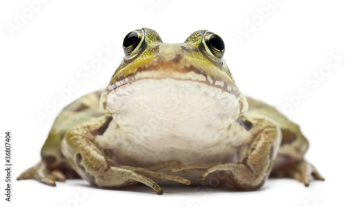 Common European frog or Edible Frog, Rana esculenta