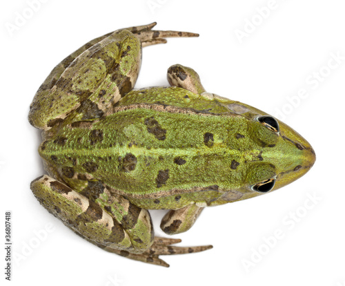 High angle view of European frog or Edible Frog, Rana esculenta