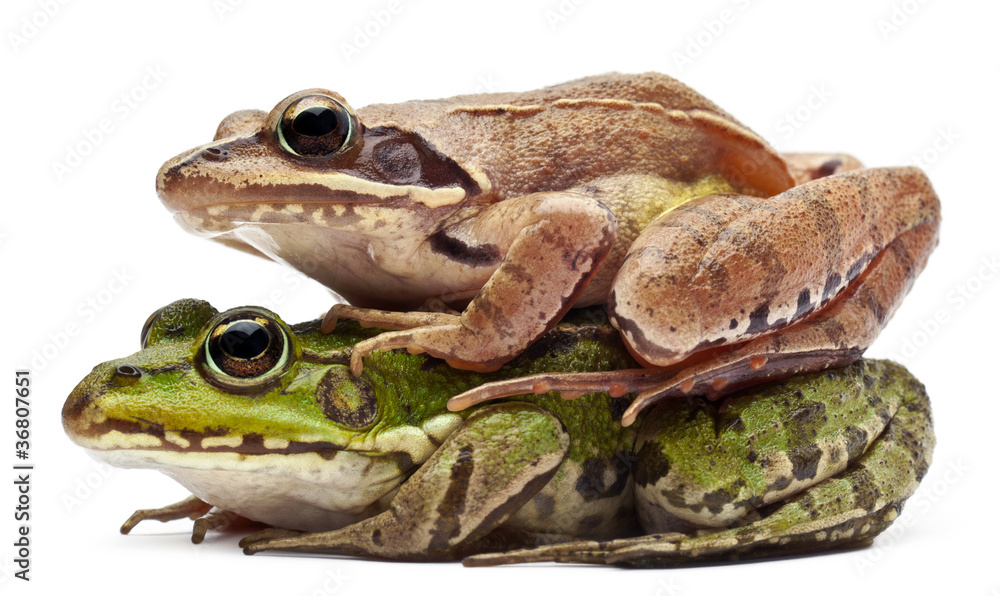 Naklejka premium Common European frog and a Moor Frog
