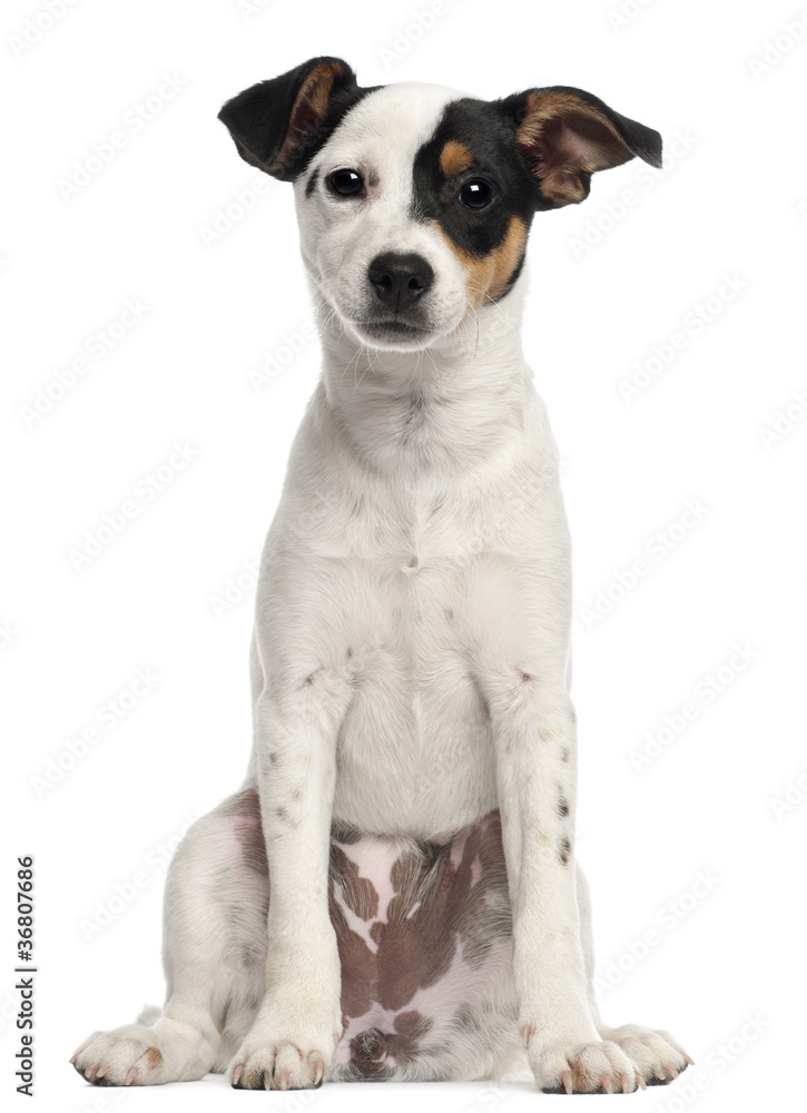 Jack Russell Terrier puppy, 5 months old, sitting