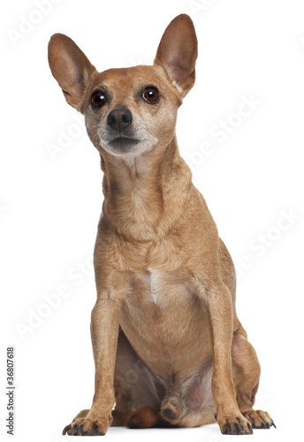 Miniature Pinscher sitting in front of white background