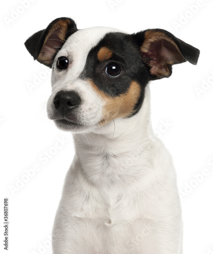 Close-up of Jack Russell Terrier puppy, 5 months old © Eric Isselée