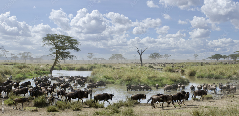 Obraz na plátně Herd of wildebeest and zebras in Serengeti National Park
