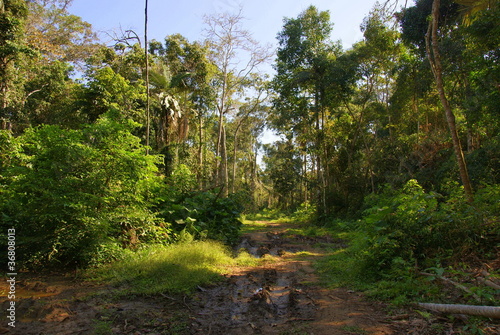 Tropical forest, Bolivia