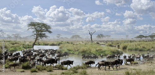 Herd of wildebeest and zebras in Serengeti National Park