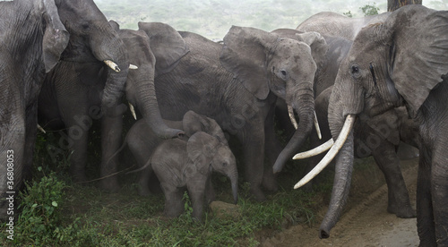 Photography Baby elephants protected by adults in Serengeti National Park