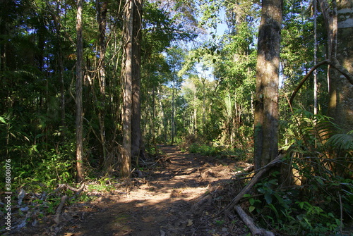 Tropical forest, Bolivia photo