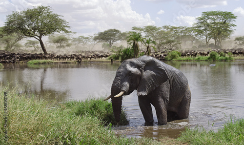 Elephant in river in Serengeti National Park, Tanzania, Africa © Eric Isselée