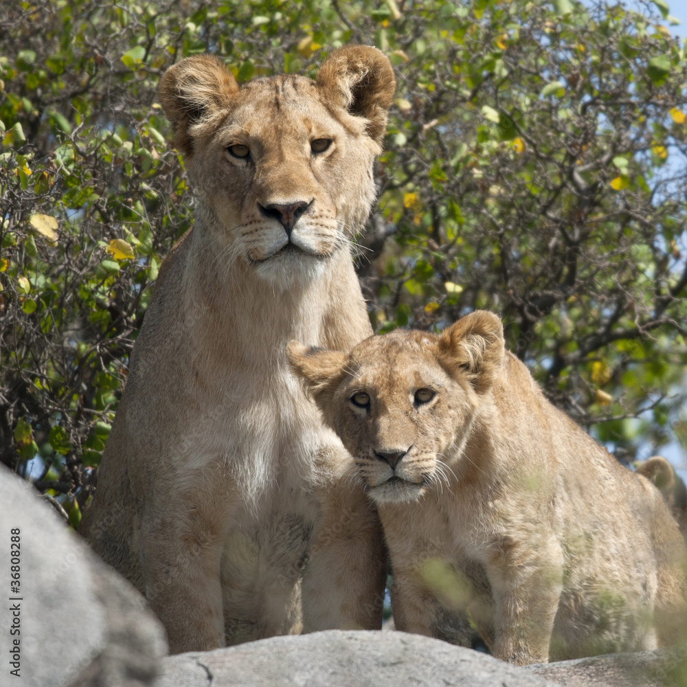 Lioness and lion cubs in Serengeti National Park, Tanzania Lioness and lion cubs in Serengeti National Park, Tanzania