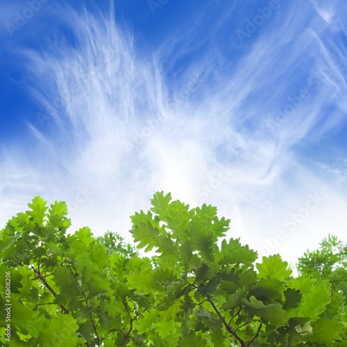 Green leaves  blue sky