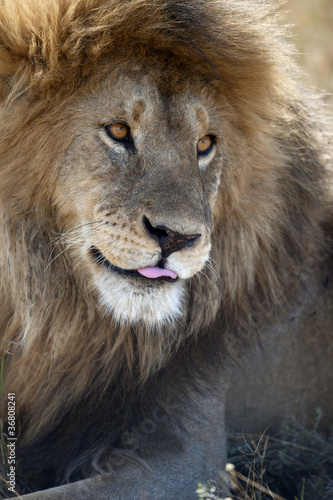 Lion in Serengeti National Park  Tanzania  Africa