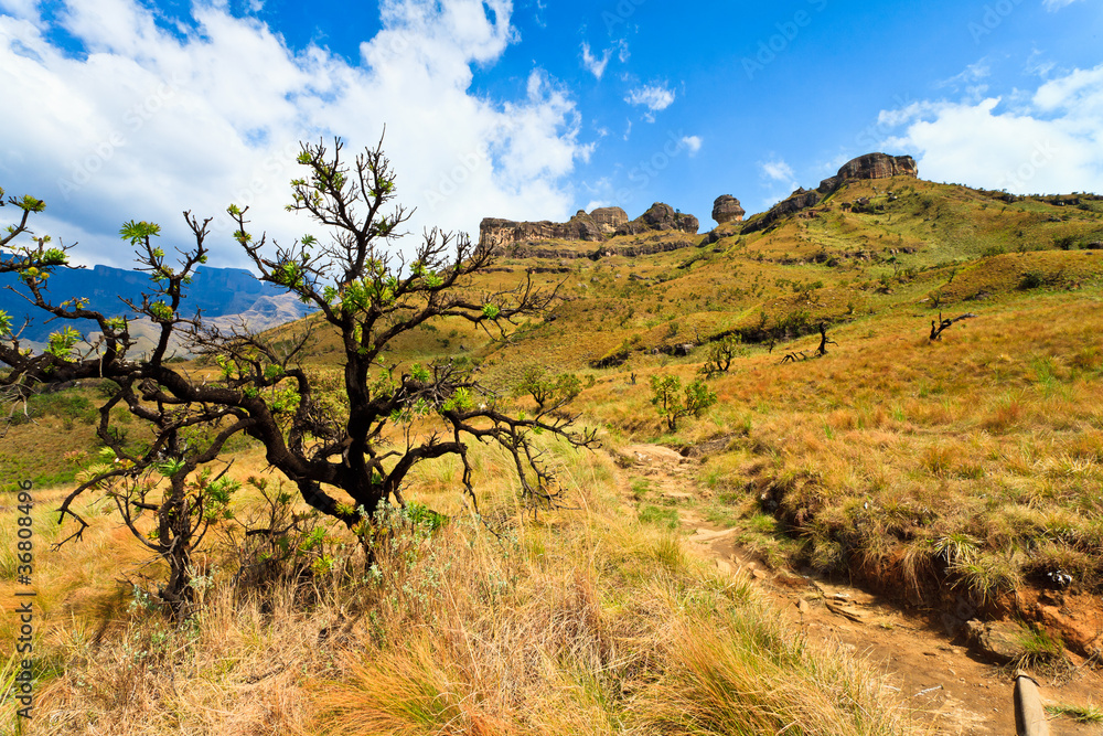 Tree in a mountain landscape