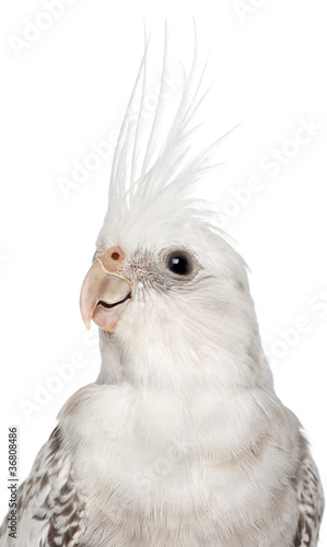 Female Cockatiel  Nymphicus hollandicus