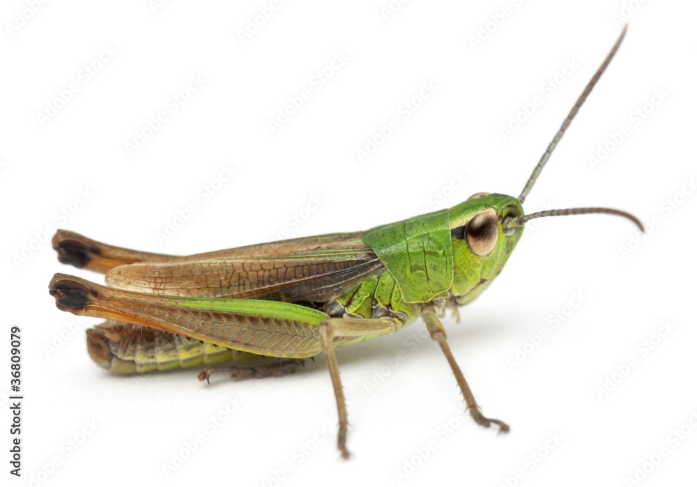 Cricket in front of white background Cricket in front of white background