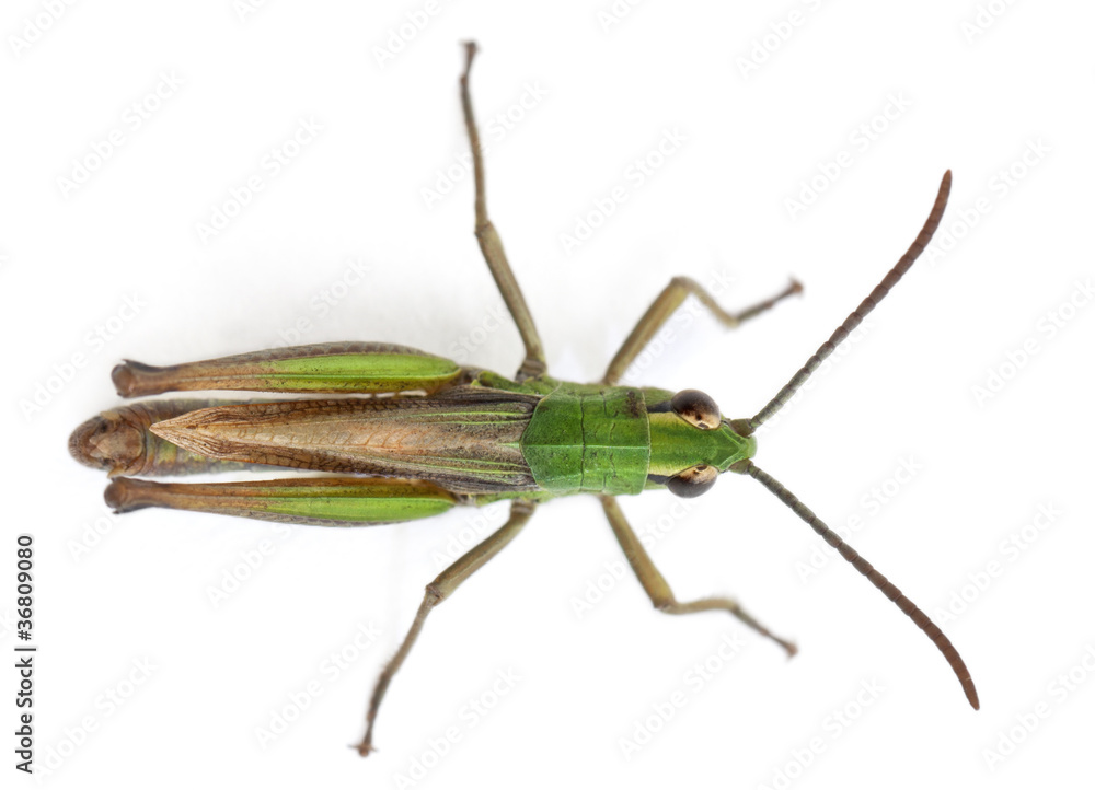 High angle view of cricket in front of white background High angle view of cricket in front of white background