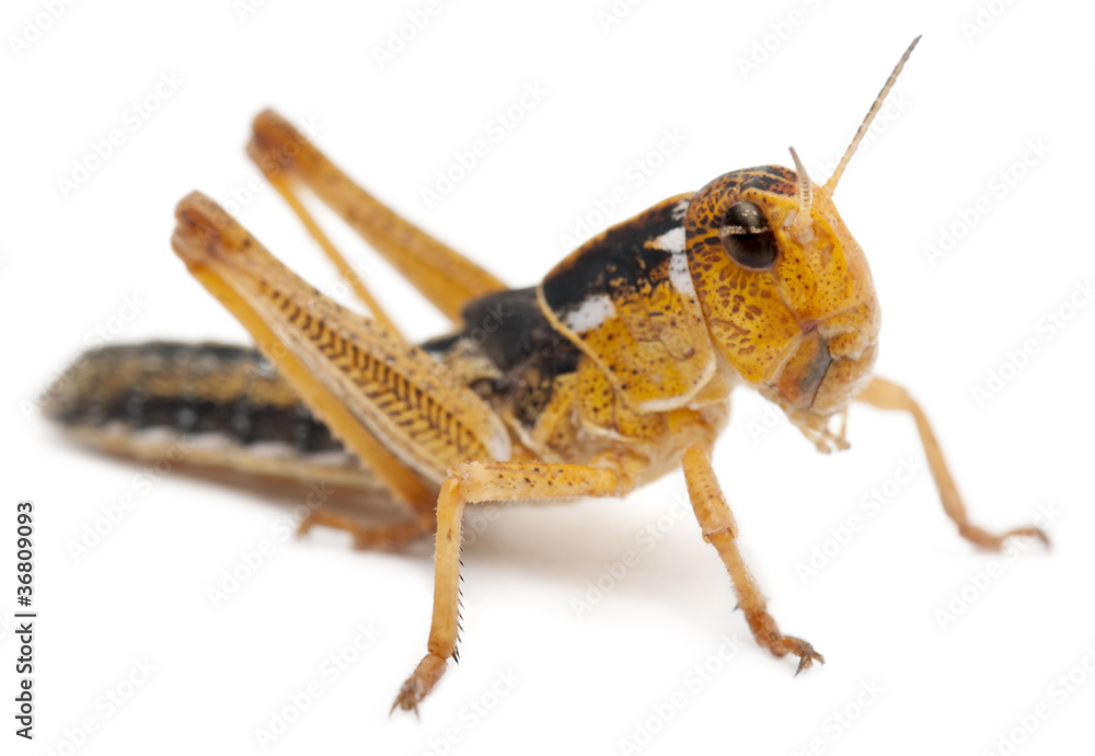 Asian Cricket in front of white background Asian Cricket in front of white background