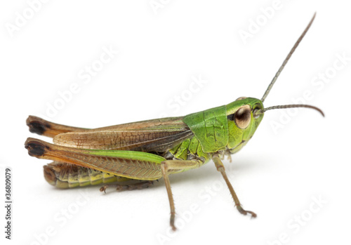 Cricket in front of white background © Eric Isselée
