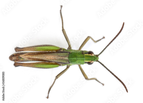 High angle view of cricket in front of white background