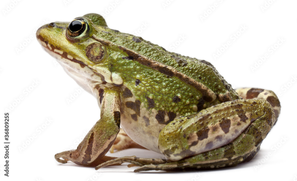 Common European frog or Edible Frog, Rana kl. Esculenta - obrazy, fototapety, plakaty 