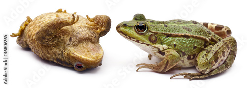 Common European frog , Rana kl. Esculenta, facing a Bufo bufo,