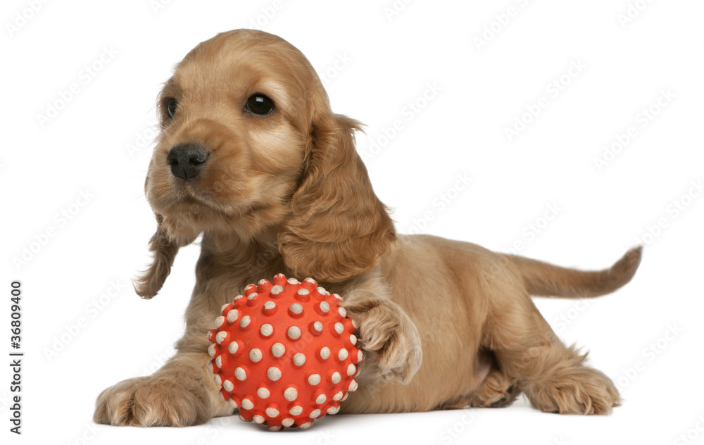 English Cocker Spaniel playing with a ball, 8 weeks old