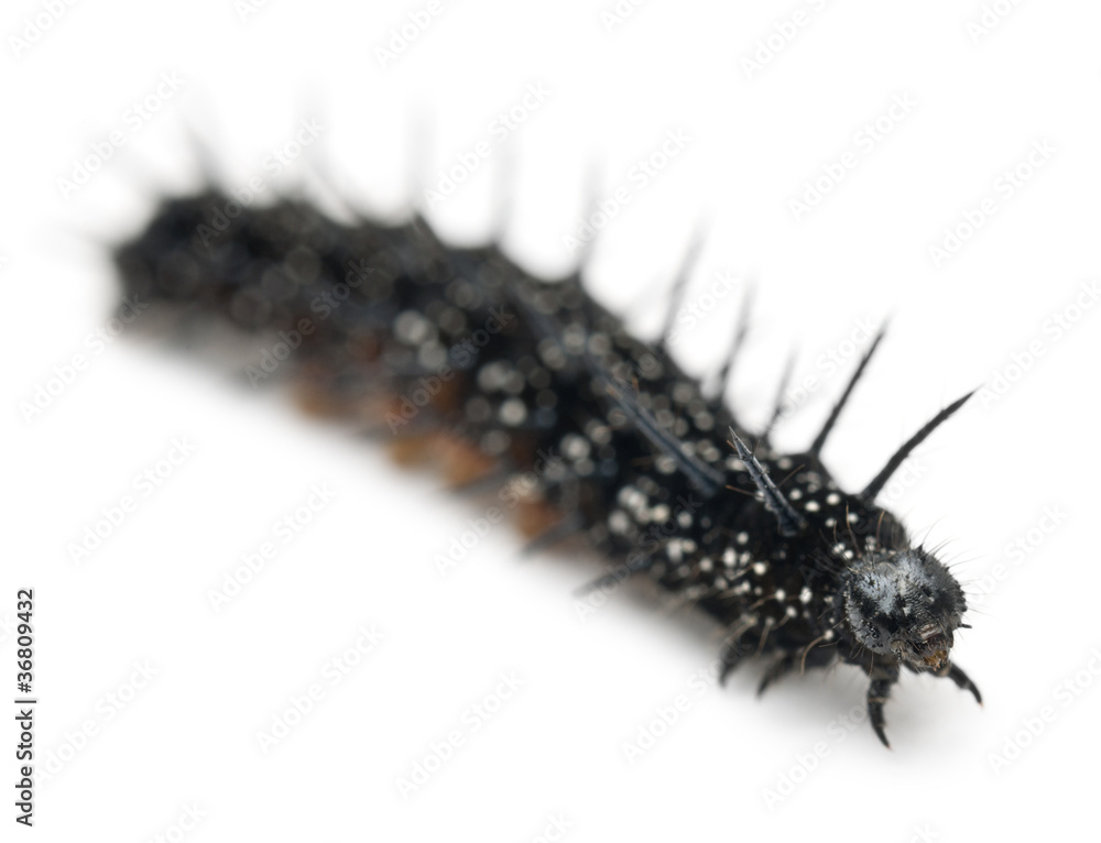 Fototapeta premium Caterpillar of a Peacock butterfly, Inachis io