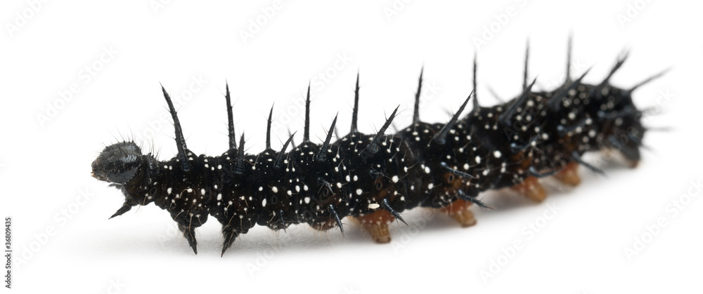 Fototapeta premium Caterpillar of a Peacock butterfly, Inachis io