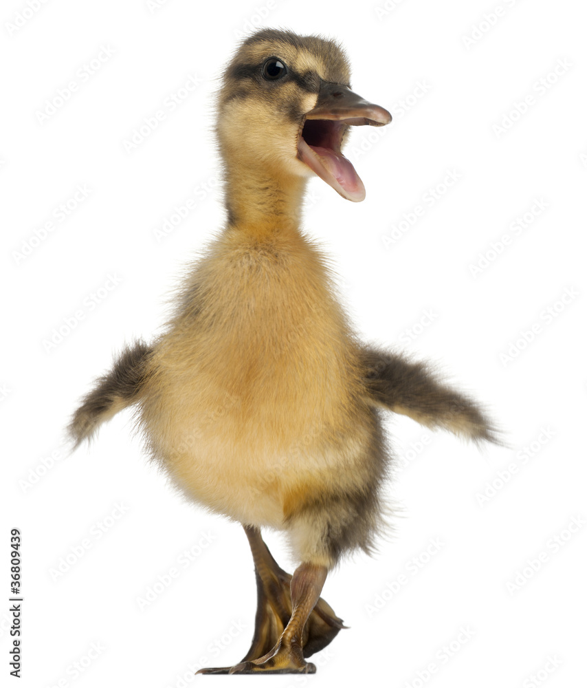 Mallard or wild duck, Anas platyrhynchos, 3 weeks old Mallard or wild duck, Anas platyrhynchos, 3 weeks old