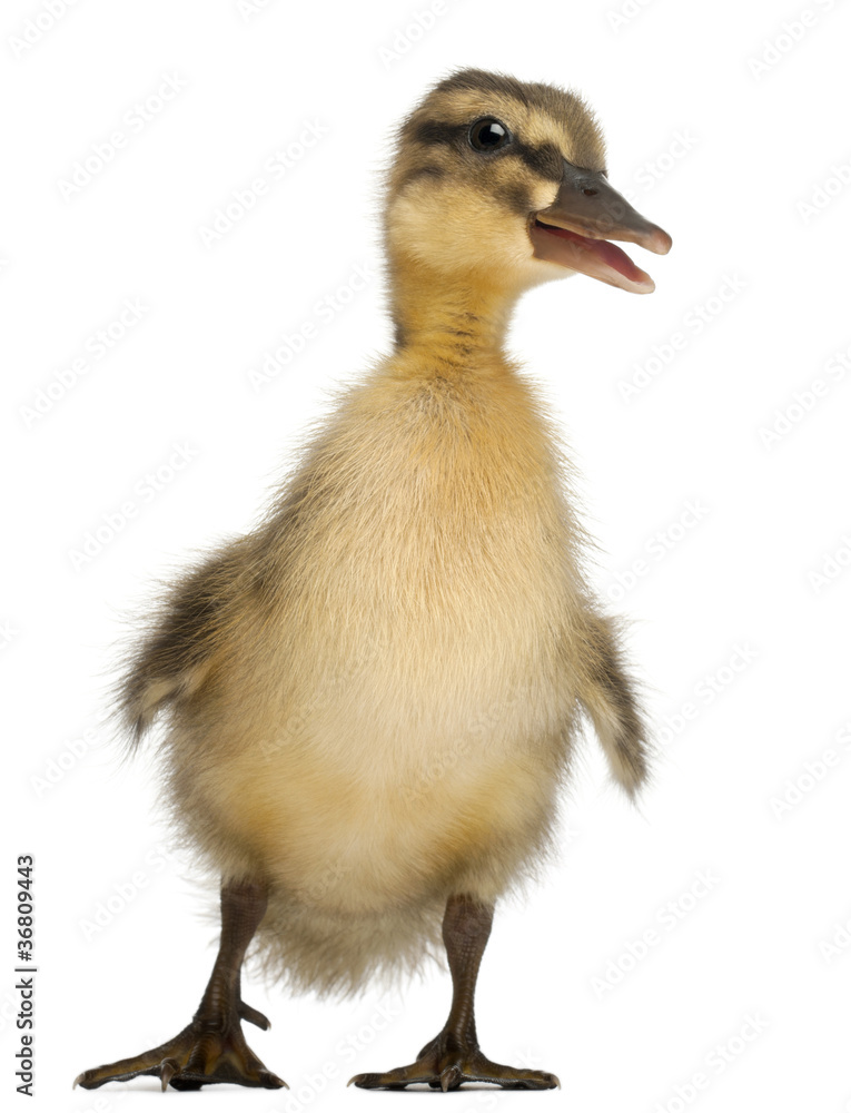 Mallard or wild duck, Anas platyrhynchos, 3 weeks old Mallard or wild duck, Anas platyrhynchos, 3 weeks old
