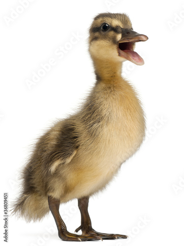 Obraz na plátne Mallard or wild duck, Anas platyrhynchos, 3 weeks old